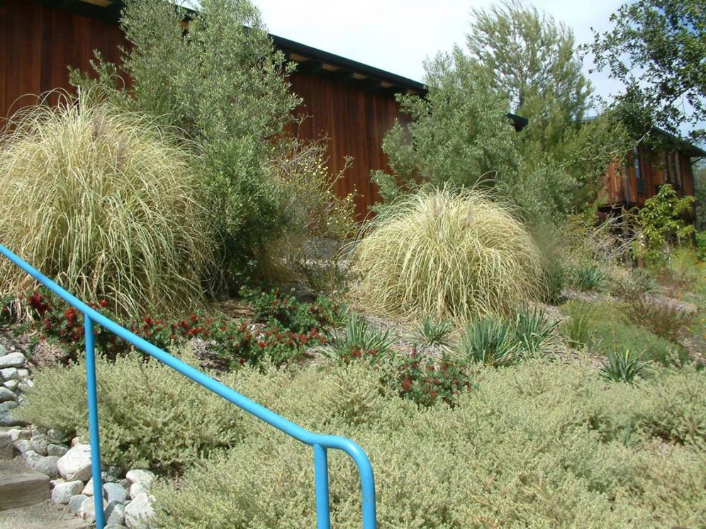 Large Grasses and Trees