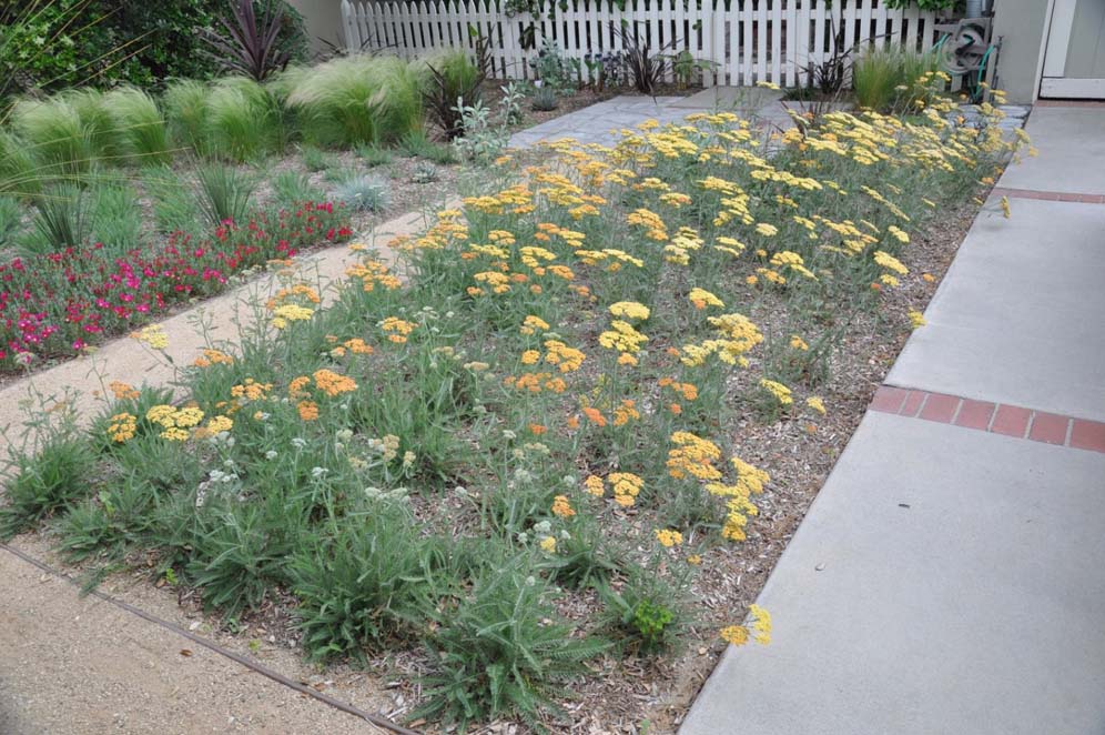 Yards of Yarrow