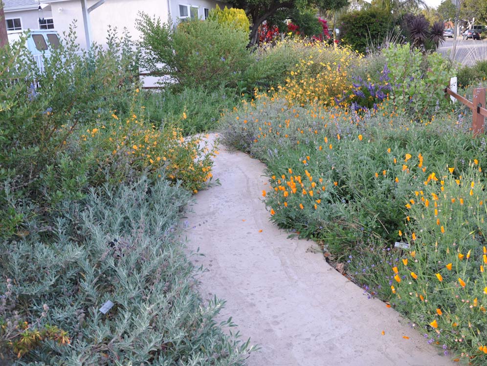 Small Scale Native Garden 3