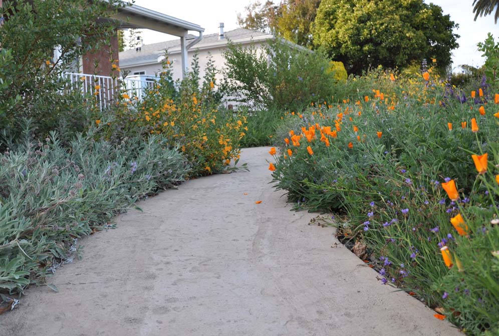 Small Scale Native Garden 11