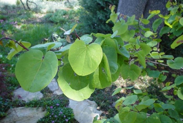 Plant photo of: Cercis occidentalis