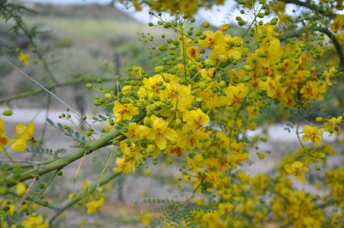 Plant photo of: Parkinsonia â€˜Desert Museumâ€™