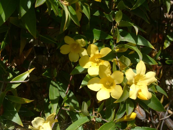 Plant photo of: Hibbertia scandens