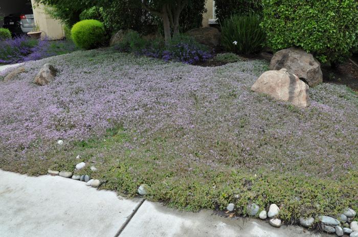 Plant photo of: Thymus praecox arcticus