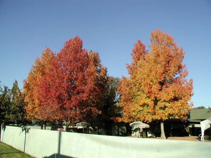 Plant photo of: Liquidambar styraciflua