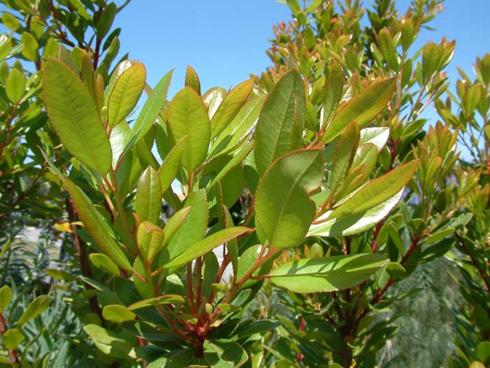 Plant photo of: Arbutus unedo