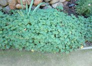 Biokovo Ground Cover Cranesbill