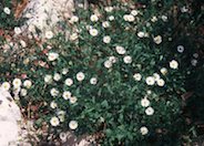 Santa Barbara Daisy selection