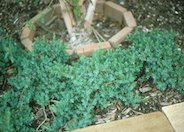 Blue Pacific Shore Juniper