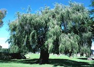 Peppermint Tree, Willow Myrtle