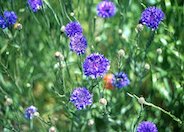 Cornflower, Bachelor's Button