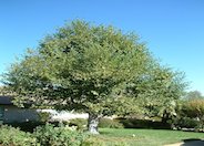 White Alder, Western Alder