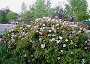 Cecile Brunner Rose (polyantha)