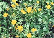 Dwarf Eared Coreopsis