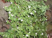 White Bacopa