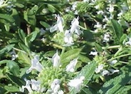 Creeping Black Sage