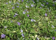 Dwarf Periwinkle, Dwarf Vinca