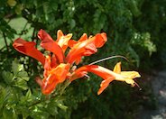 Climbing Penstemon