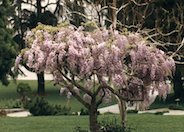 Lavender Pink  Japanese Wisteria