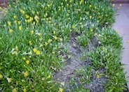 Moonglow Gazania