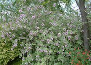 Mediterranean Tree Mallow