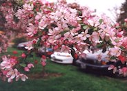 Japanese Flowering Crabapple