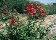 Firebird Border Penstemon