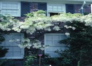 White Chinese Wisteria