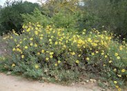 Coast Sunflower, Coast Encelia