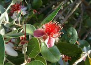 Pineapple Guava, Feijoa