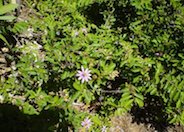 Lavender Starflower