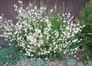 White Gaura