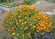 Calendula, Pot Marigold