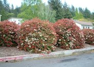 Fraser Photinia